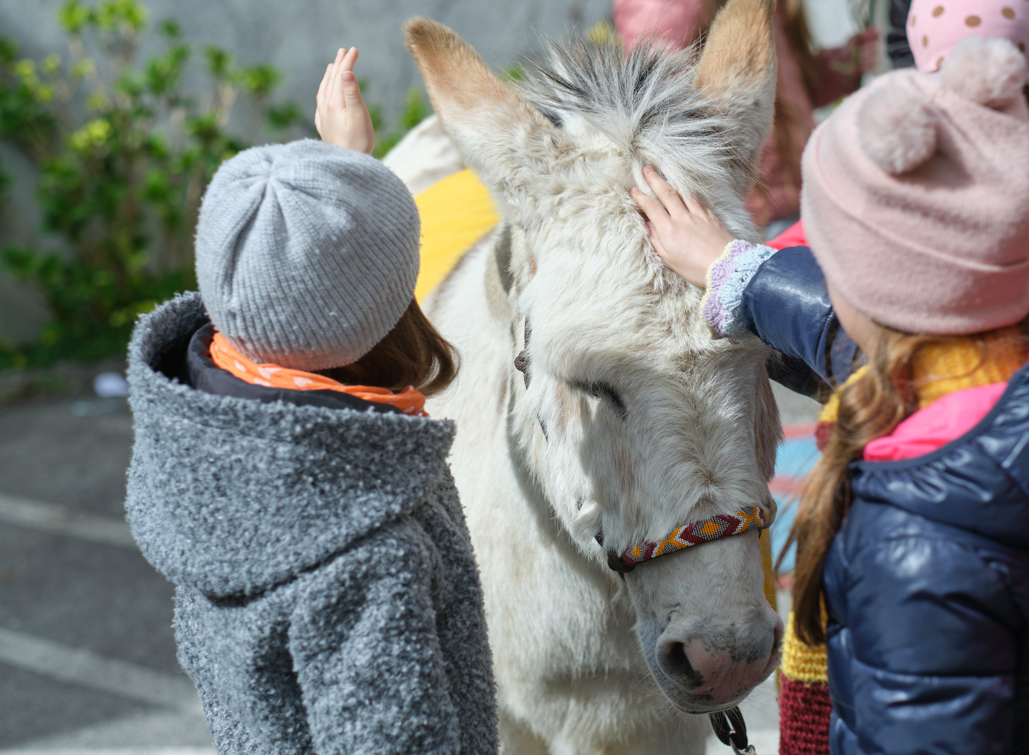 (c) Erzdiözese Wien Schönlaub_Kinder mit Esel